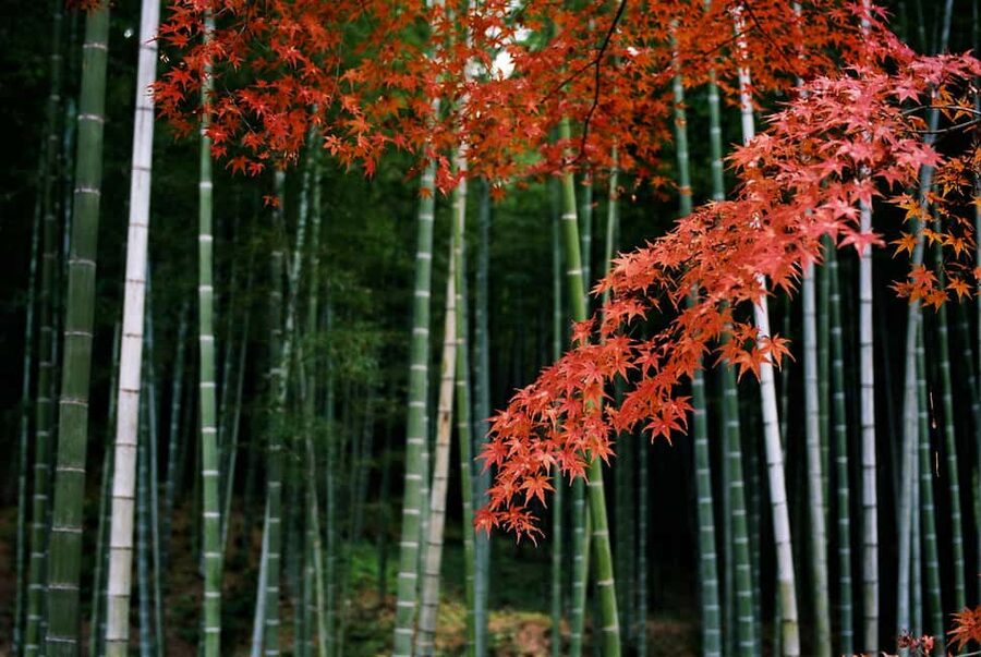 Kyoto: Arashiyama Bamboo Grove 3-Hour Guided Tour - Meeting at Tully’s Coffee by Randen Arashiyama Station