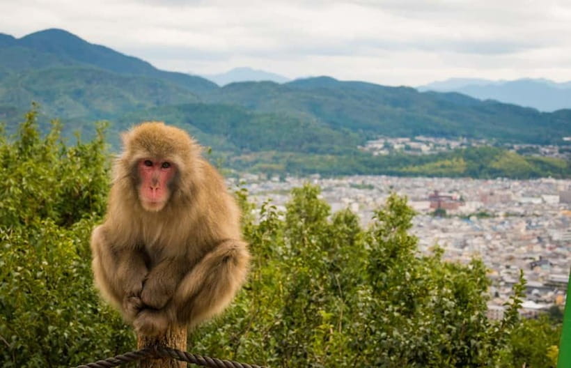 Kyoto: Arashiyama Bamboo Grove, Monkey Mountain Walking Tour - How the guide affects the experience