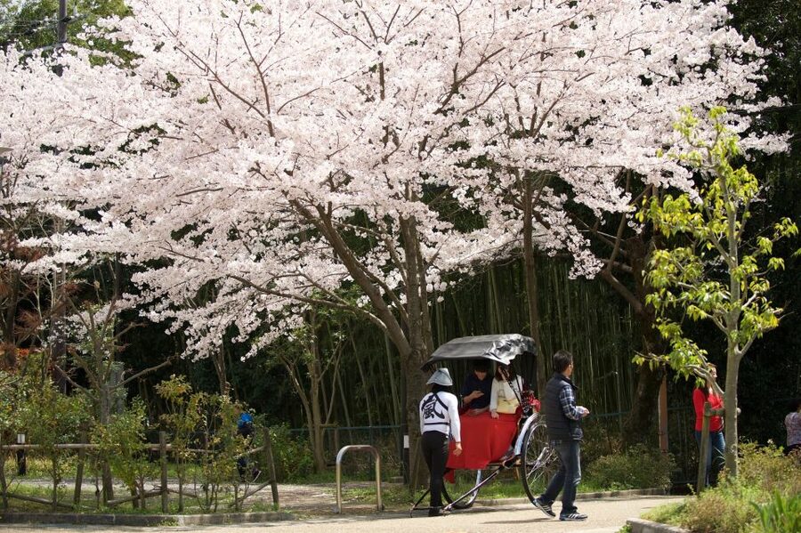 Kyoto: Arashiyama Customized Rickshaw Tour & Bamboo Forest - Quiet lanes, temples, and gardens