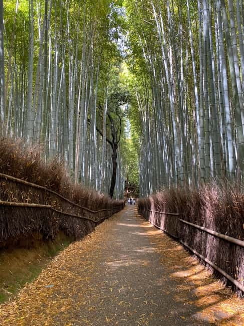 Kyoto: Arashiyama Guided Tour, Bamboo, Monkey, Zen Temple - Should you book the Arashiyama guided tour?
