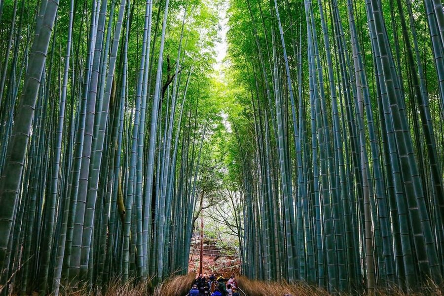 Kyoto: Arashiyama Tour with optional Sagano Romantic Train - Mikami Shrine and the God of Hair