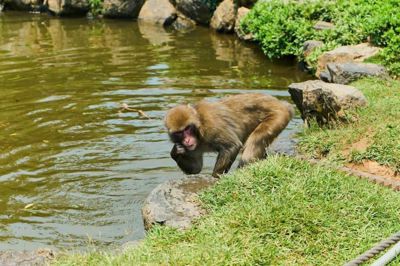 Kyoto: Arashiyama UNESCO Walking Tour with Admission - Nonomiya Shrine and a quieter Kyoto tradition