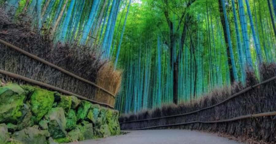 Kyoto: Arashiyama Unveiled Bamboo, Temple, Matcha, & Monkeys - Tenryu-ji begins the morning with Zen calm