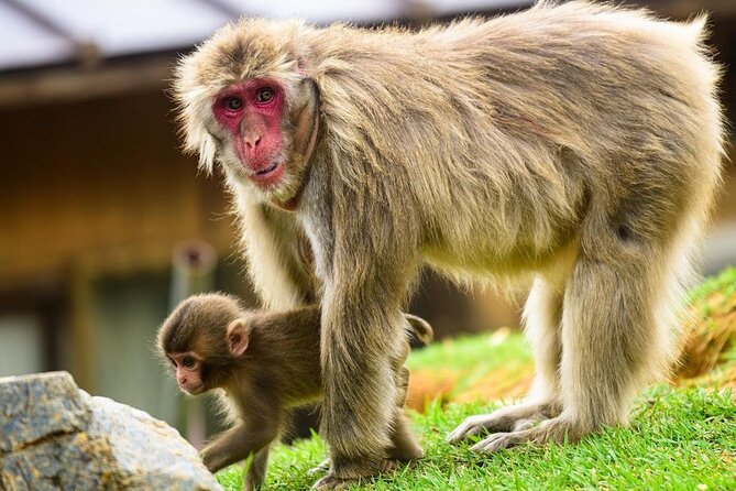 Kyoto Arashiyama Walking Tour: Bamboo, Monkeys, Gardens & Secrets - Why this Arashiyama route works well
