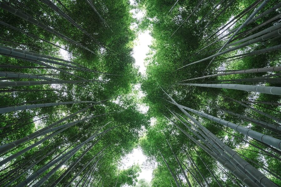 Kyoto: Arashiyama Walking Tour with Local Guide - Practical tips for a smoother morning or afternoon
