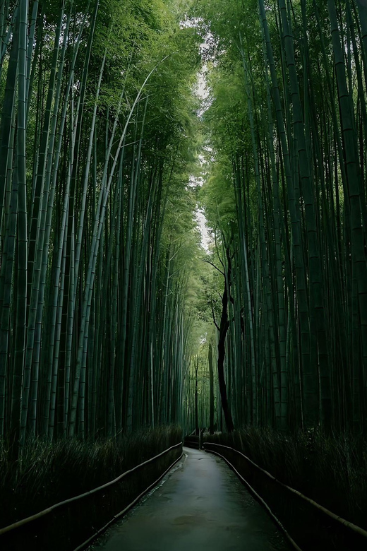 Kyoto: Customized One Day Car tour - Flexible sightseeing, with a few firm limits