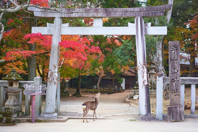 Kyoto Day Trip to Nara with a Local – Private & Personalized - From Kyoto Station to Nara without timetable stress