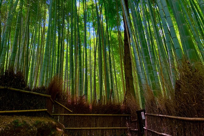 Kyoto Early Bird English Tour: Fushimi-Inari and Arashiyama - Arashiyama Bamboo Forest before the daytime crush