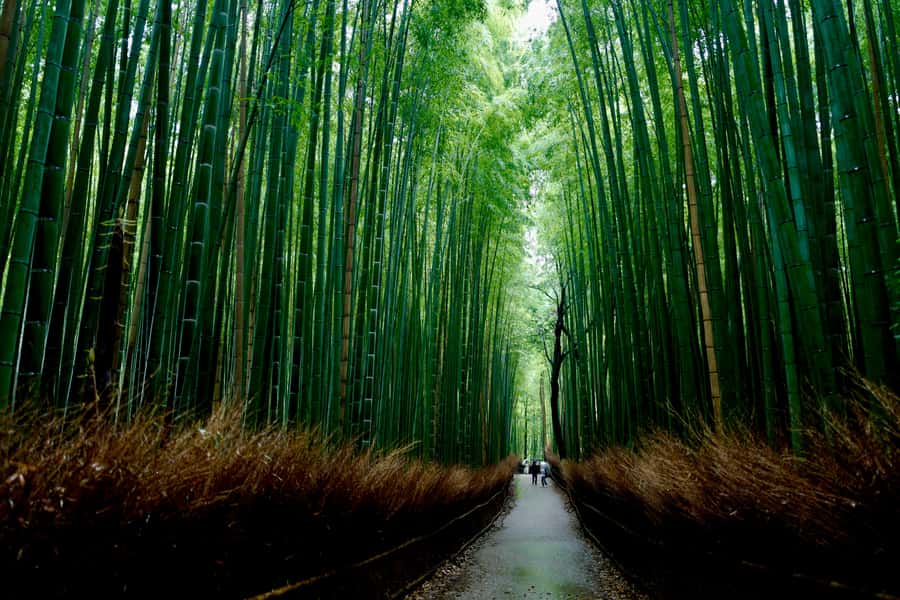 Kyoto Early Bird English Tour: Fushimi-Inari and Arashiyama - The walking level and who should skip it