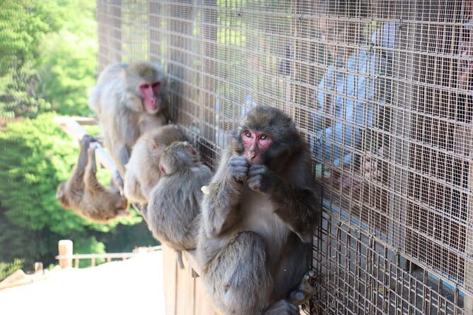 Kyoto Early Bird Tour: Fushimi Inari, Arashiyama Bamboo & Monkeys - Key points to know before booking