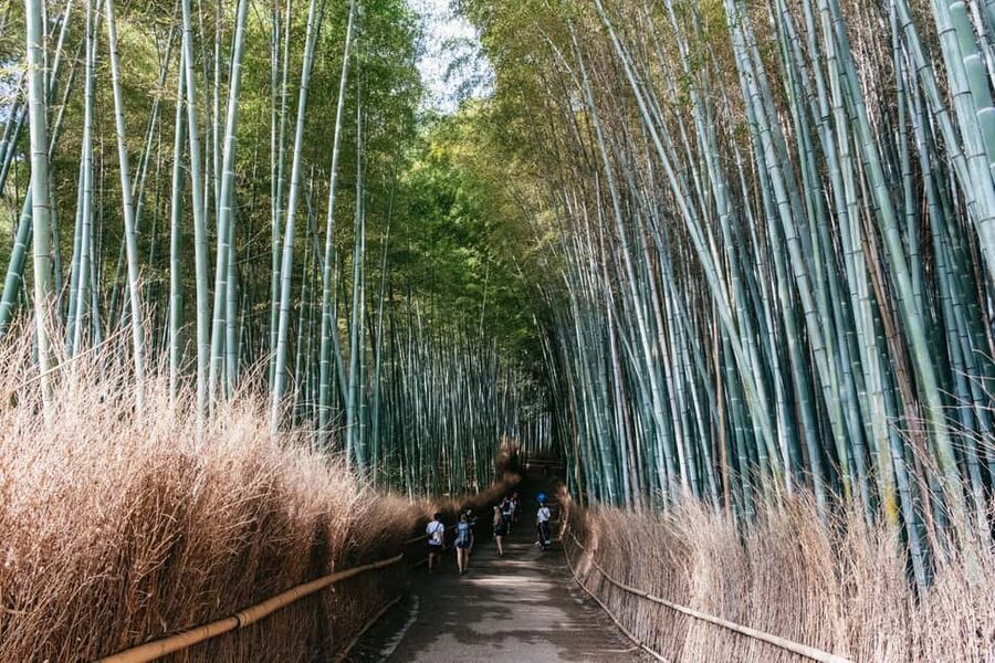 Kyoto: Full-Day Guided Bus Tour to Top Highlights & Tickets - How to make the day run smoothly