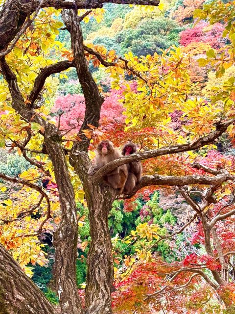 Kyoto: Fully customizable your own tour in the old capital - A Kyoto day that changes with your priorities