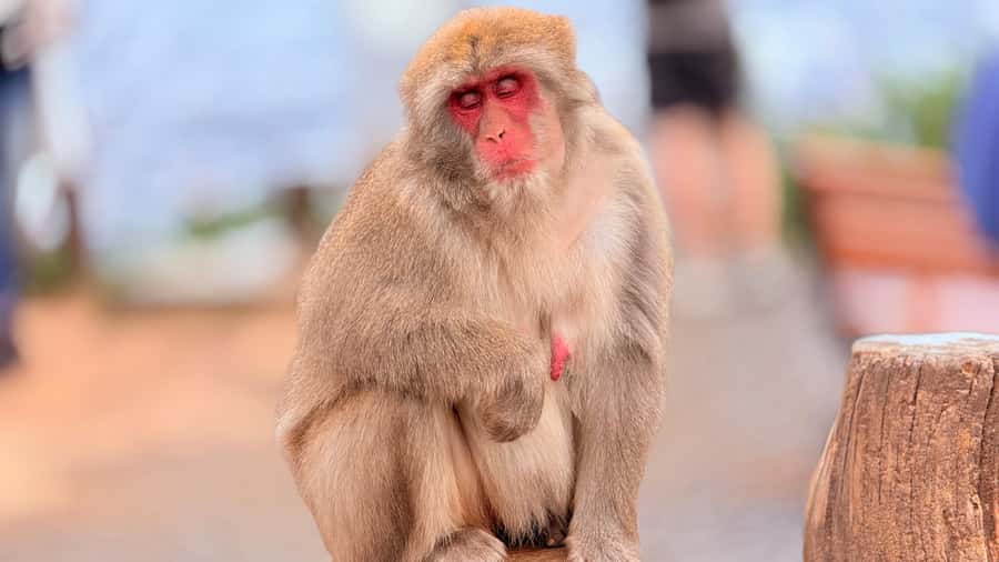 Kyoto: Fushimi, Arashiyama - Bamboo, Monkey, Torii & Secrets - Quiet lanes, local tastes, and photo help