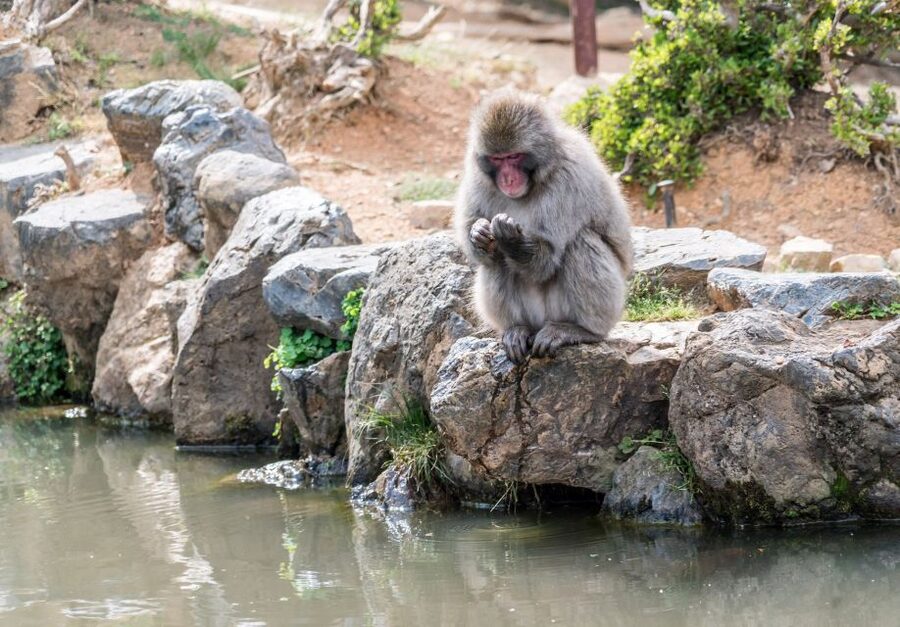 Kyoto: Fushimi, Arashiyama - Bamboo, Monkey, Torii & Secrets - How the $88 price measures up