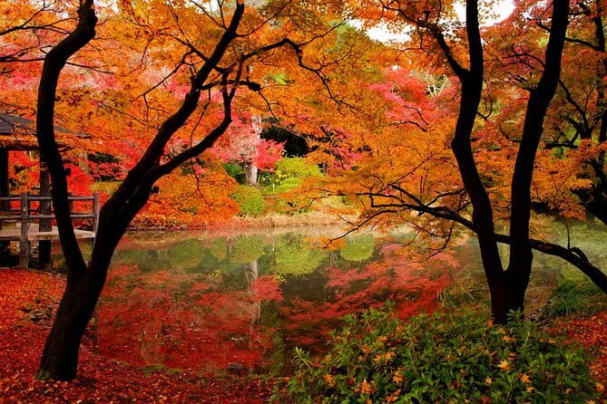 Kyoto Highlights: Half Day Customized World Heritage Walking Tour - Should you book the Kyoto Highlights tour?
