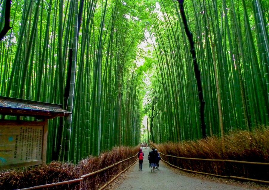 Kyoto: Japanese Gardens Private Customizable Tour - Choosing between Zen rocks and seasonal color