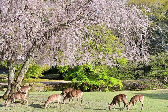 Kyoto & Nara Day Tour: Golden Pavilion, Fushimi Inari & Deer Park - What this Kyoto and Nara day trip tries to do