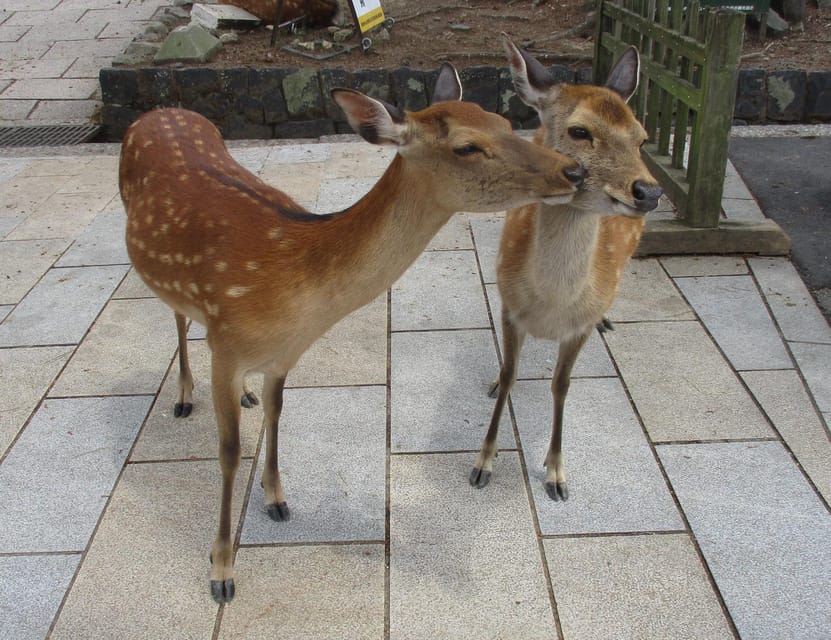 KYOTO-NARA: Giant Buddha Deer Pagoda "Geisya" (Italian, full day) - Returning to Kyoto for a one-hour break