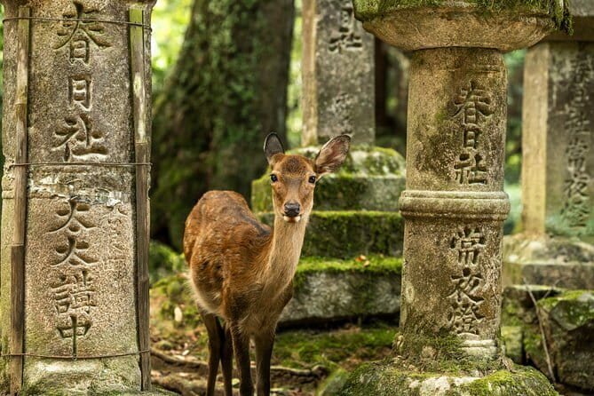 Kyoto&Nara Private Highlights Tour with English driver Pickup - Key points at a glance
