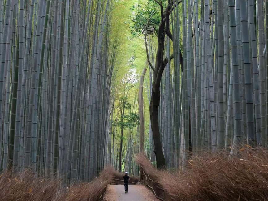 Kyoto & Nara Private Luxury Car Tour: Encounter with Deer - A long day linking Kyoto’s icons with Nara’s deer