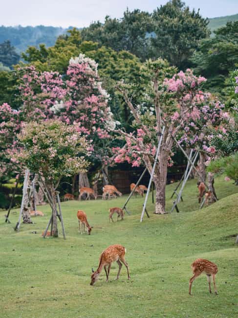 Kyoto & Nara Private Luxury Car Tour: Encounter with Deer - Meeting Nara’s deer in Nara Park