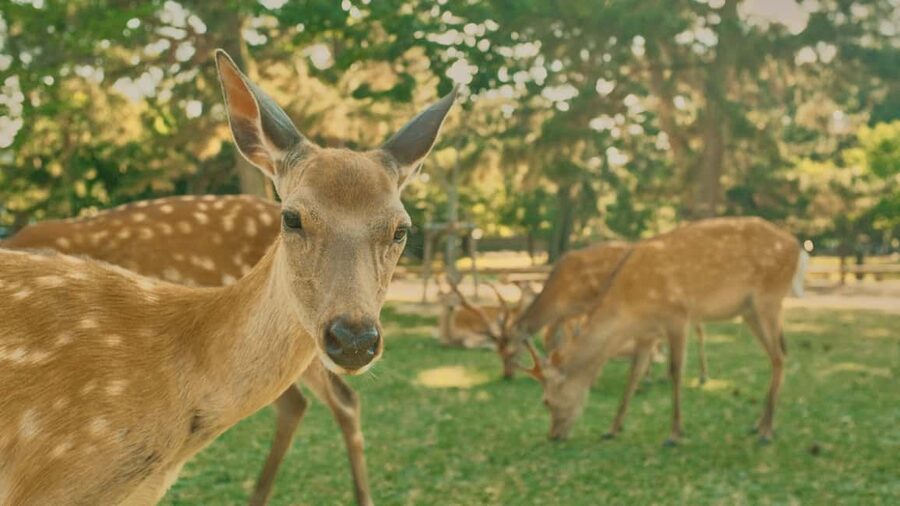 Kyoto & Nara Private Luxury Car Tour: Encounter with Deer - Optional Kyoto stops on the way back
