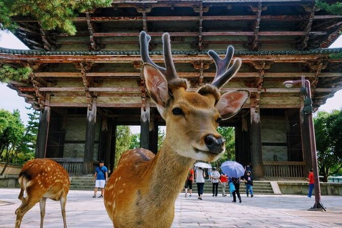 Kyoto & Nara Private Tour from Osaka Kyoto Hotel Pick-up - Kinkaku-ji: Kyoto’s polished postcard
