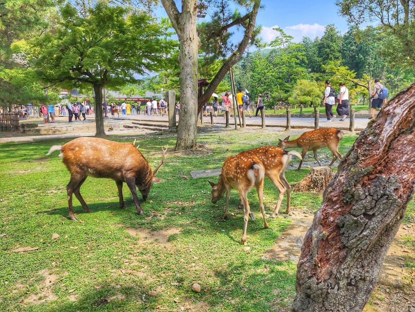 Kyoto: Nara, Todaiji, Kasuga Taisha Shrine Private Full Day - Key points to know before you book