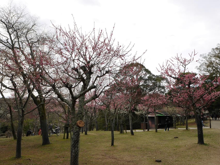 Kyoto: Nara, Todaiji, Kasuga Taisha Shrine Private Full Day - Meeting Nara’s sacred deer in the park