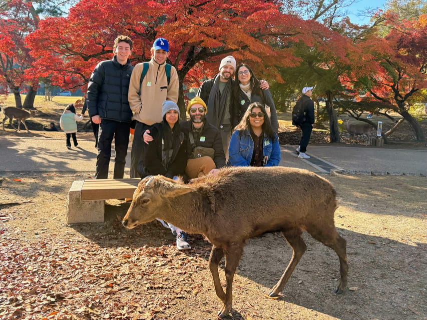 Kyoto: Nara & Traditional Matcha Experience Bus Tour - Key Points At a Glance