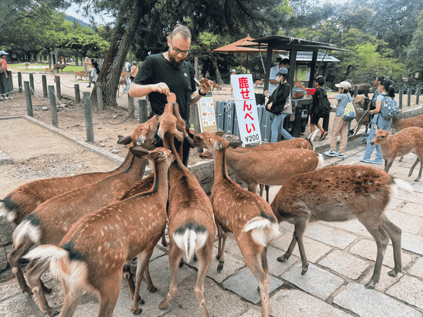 Kyoto: Nara & Traditional Matcha Experience Bus Tour - Meeting Nara’s Deer in the Park