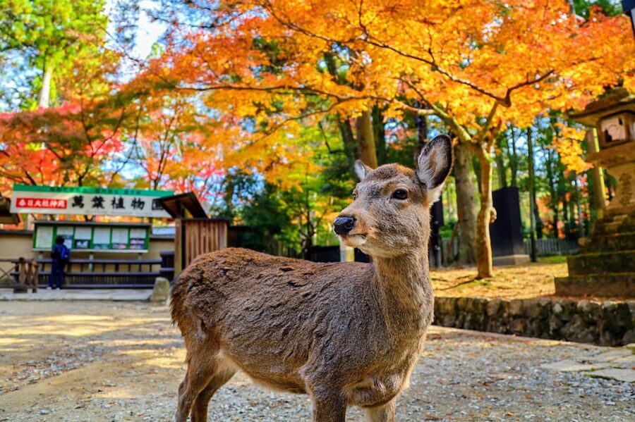 Kyoto: Nara & Traditional Matcha Experience Bus Tour - Meeting at Kyoto Station Before 8 AM