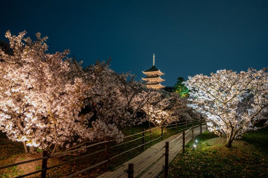 Kyoto: Ninnaji Temple Entry Ticket - Who Will Appreciate Ninnaji Most?