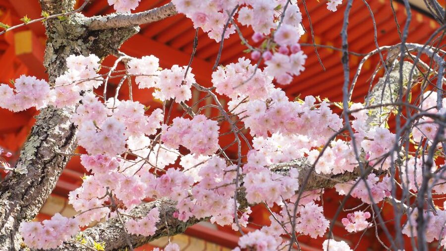 Kyoto: Ninnaji Temple Entry Ticket - What Each Season Adds to the Visit