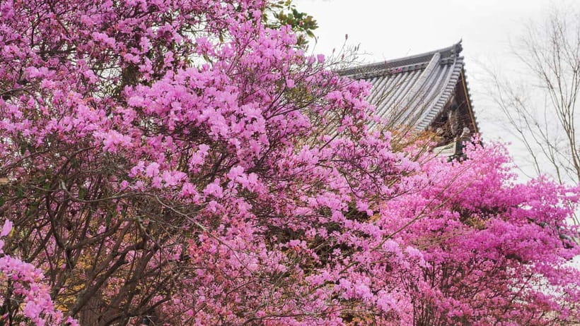 Kyoto: Ninnaji Temple Entry Ticket - Omuro Sakura: Kyoto’s Late Spring Show