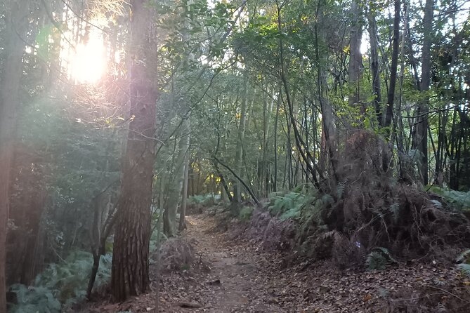 Kyoto Off The Beaten Path: Hidden Zen Garden & Magical Shrine - Shimogamo Jinja and its ancient forest