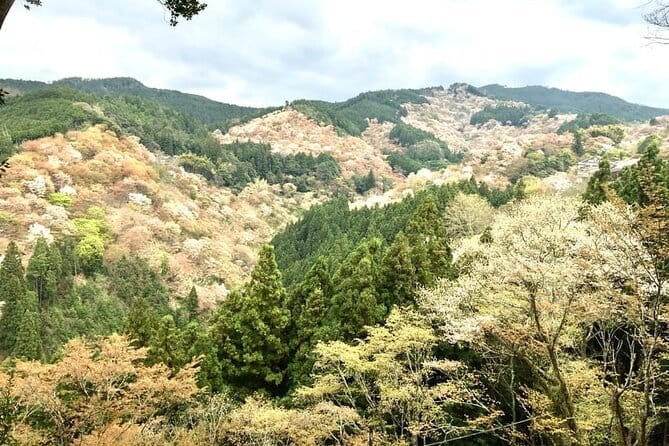 Kyoto One Day Sightseeing Tour from Osaka or Kyoto - What the $65 price includes and leaves out