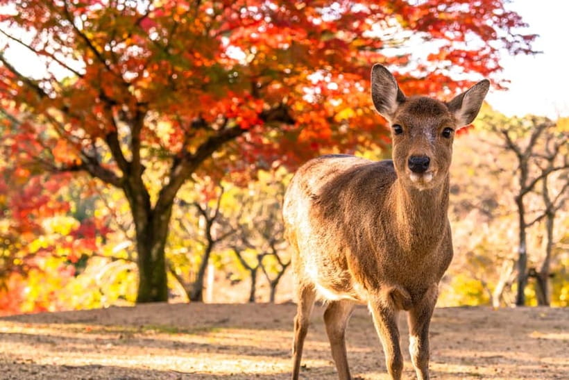 Kyoto/Osaka: Kinkakuji, Bamboo Forest, and Nara Deer Park - A long day linking Kyoto, Nara, and Osaka