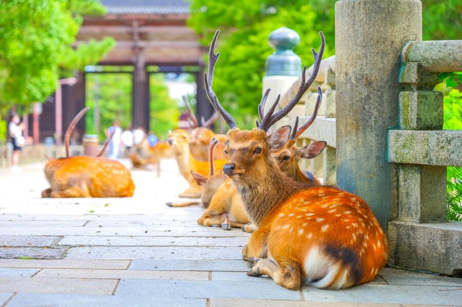 Kyoto/Osaka: Kinkakuji, Bamboo Forest, and Nara Deer Park - Todai-ji and Japan’s Great Buddha
