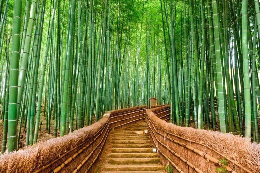 Kyoto/Osaka: Kyoto and Nara Customized Private Guided Tour - Nara Park: deer, open space, and a change of mood