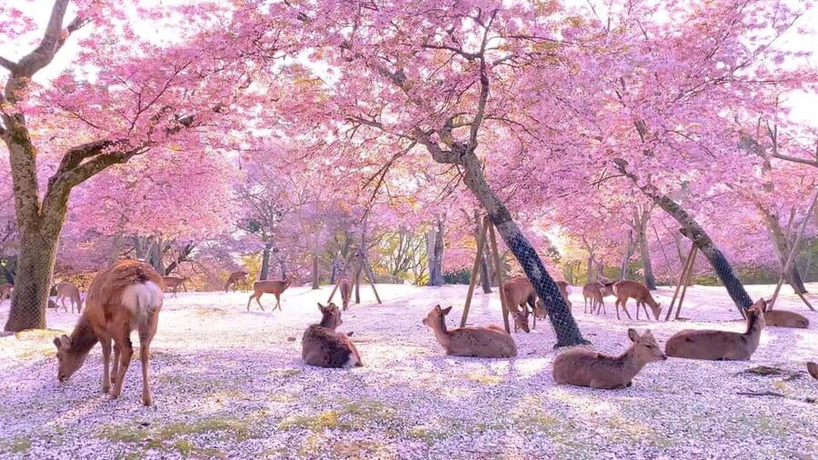 Kyoto/Osaka: Kyoto and Nara Customized Private Guided Tour - Arashiyama Bamboo Forest: beautiful, brief, and best as an opening stop