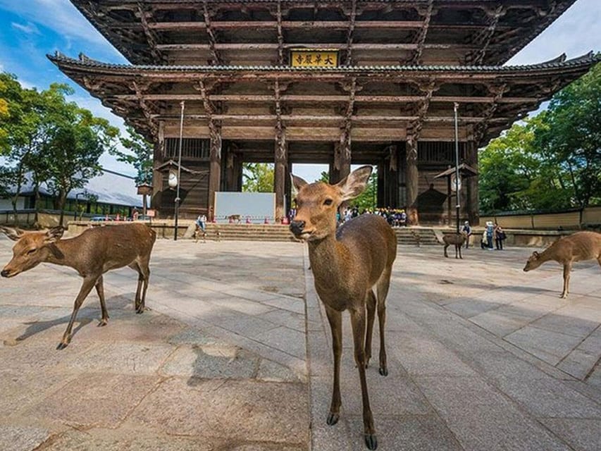 Kyoto/Osaka: Kyoto and Nara Sites & History Day Trip - Nara Park, deer, and Todaiji Temple