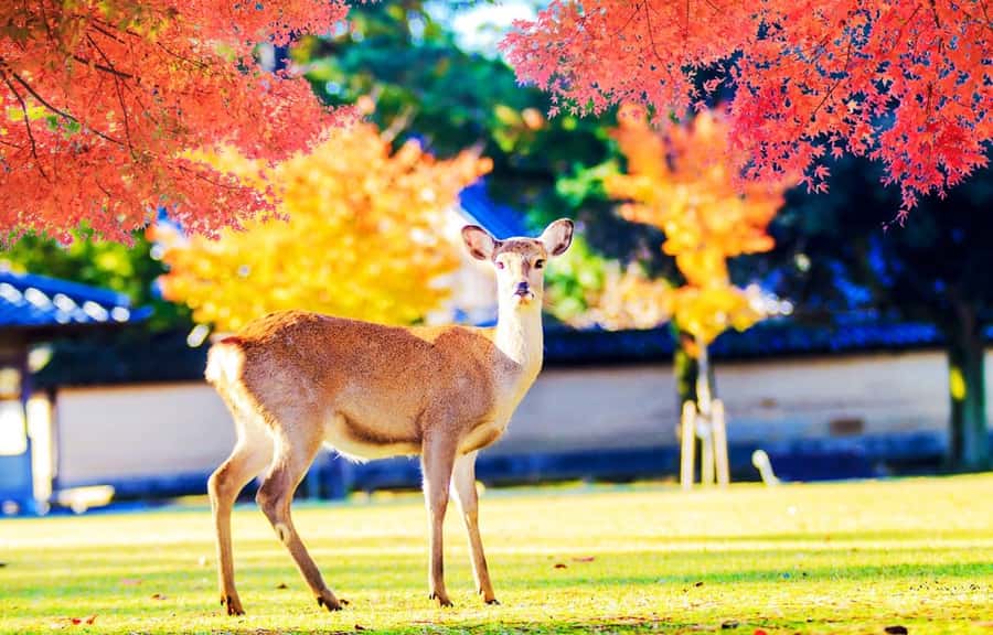 Kyoto/Osaka: Kyoto and Nara World Heritage Day Tour - Why this Kyoto and Nara route works