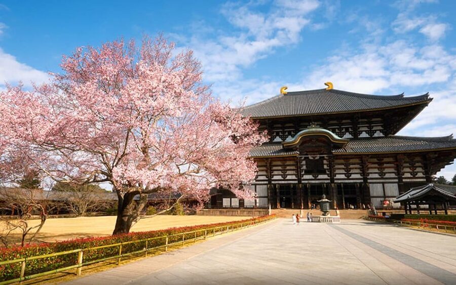 Kyoto/Osaka: Nara Customizable Self-Guided Tour with Driver - Why a private car can make Nara easier