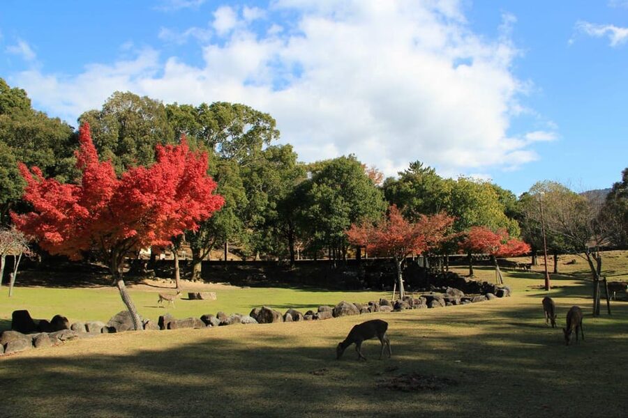 Kyoto/Osaka: Nara Customizable Self-Guided Tour with Driver - Kasuga-taisha and Mount Wakakusa for a greener hour