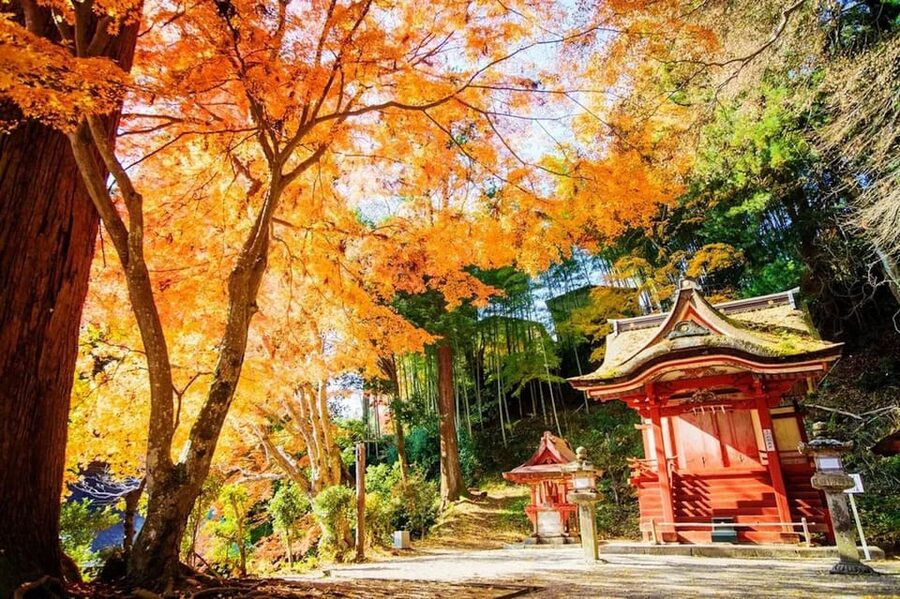 Kyoto/Osaka: Nara Customizable Self-Guided Tour with Driver - What the driver service really includes