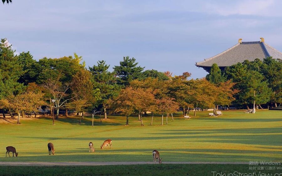 Kyoto/Osaka: Nara Customizable Self-Guided Tour with Driver - Is $509 a good value?