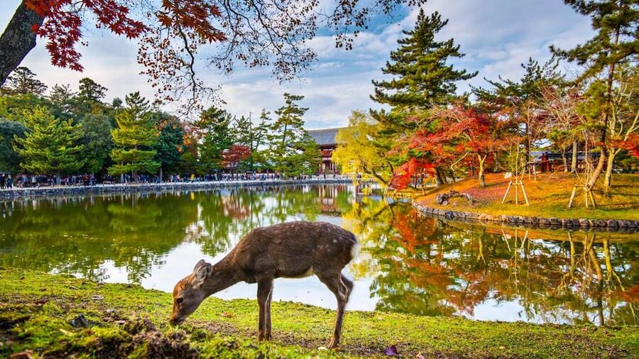 Kyoto/Osaka: Nara Customizable Self-Guided Tour with Driver - Nara Park and Tōdai-ji: the essential first stop