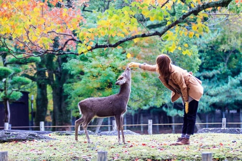 Kyoto/Osaka: Nara, Fushimi Inari Taisha, Arashiyama Bus Tour - FAQ