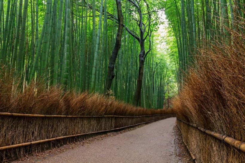 Kyoto/Osaka: Nara, Fushimi Inari Taisha, Arashiyama Bus Tour - Nara Park and its free-roaming deer